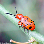 Criocère à douze points (Crioceris duodecimpunctata)